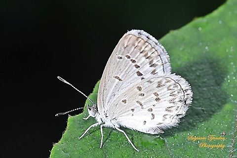 Lesser Grass Blue, Zizina otis annetta.  Geotagged,Indonesia,Lesser grass blue,Winter,Zizina otis