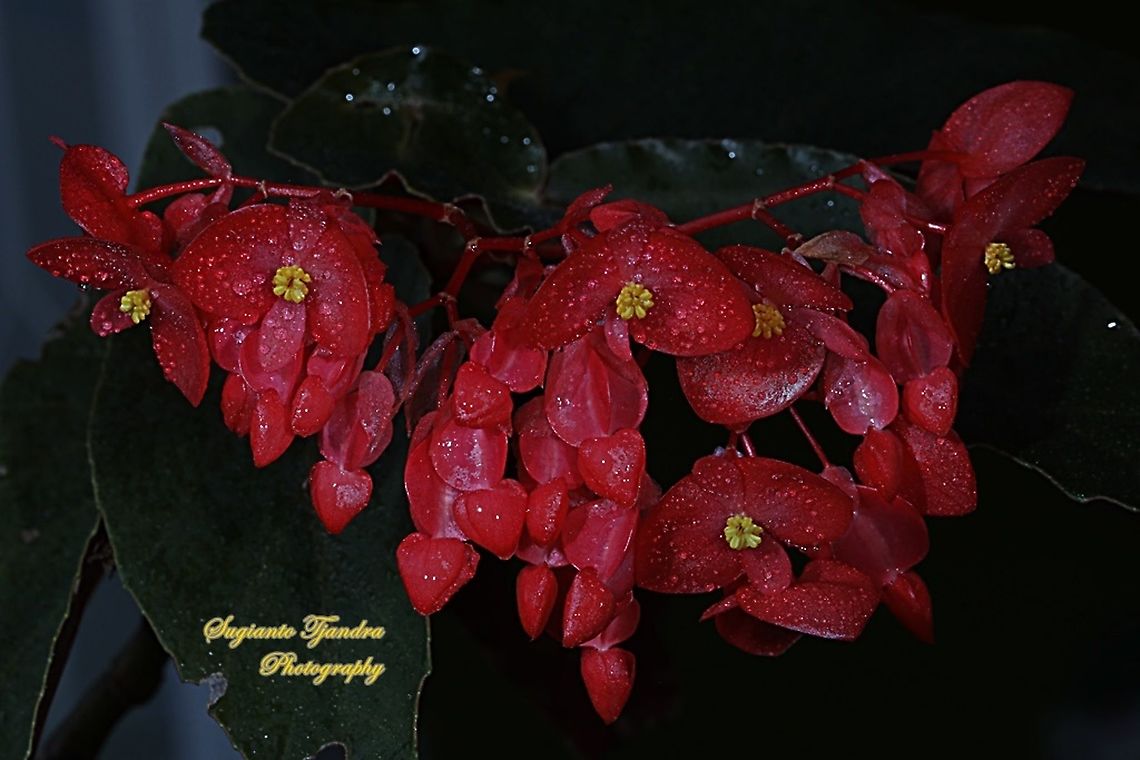 Red Begonia flower, Begoniaceae  Geotagged,Indonesia,Winter