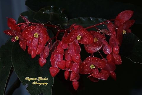 Red Begonia flower, Begoniaceae  Geotagged,Indonesia,Winter
