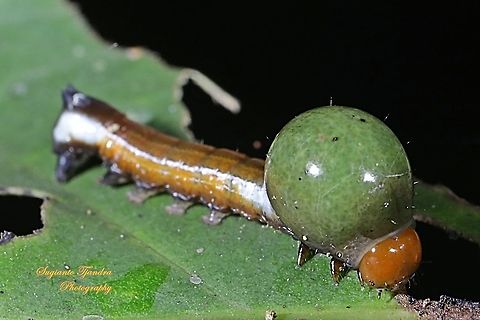 Tuft moths Caterpillar, Carea angulata, Nolidae  Carea angulata,Geotagged,Indonesia,Winter
