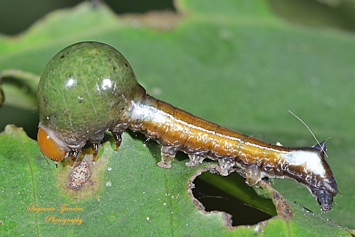 Tuft moths Caterpillar, Carea angulata, Nolidae  Carea angulata,Geotagged,Indonesia,Winter