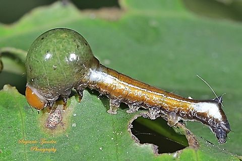 Tuft moths Caterpillar, Carea angulata, Nolidae  Carea angulata,Geotagged,Indonesia,Winter