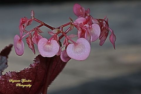 Begonia Grandis 'Heron's Pirouette', Begoniaceae  Begonia grandis,Geotagged,Hardy begonia,Indonesia,Winter
