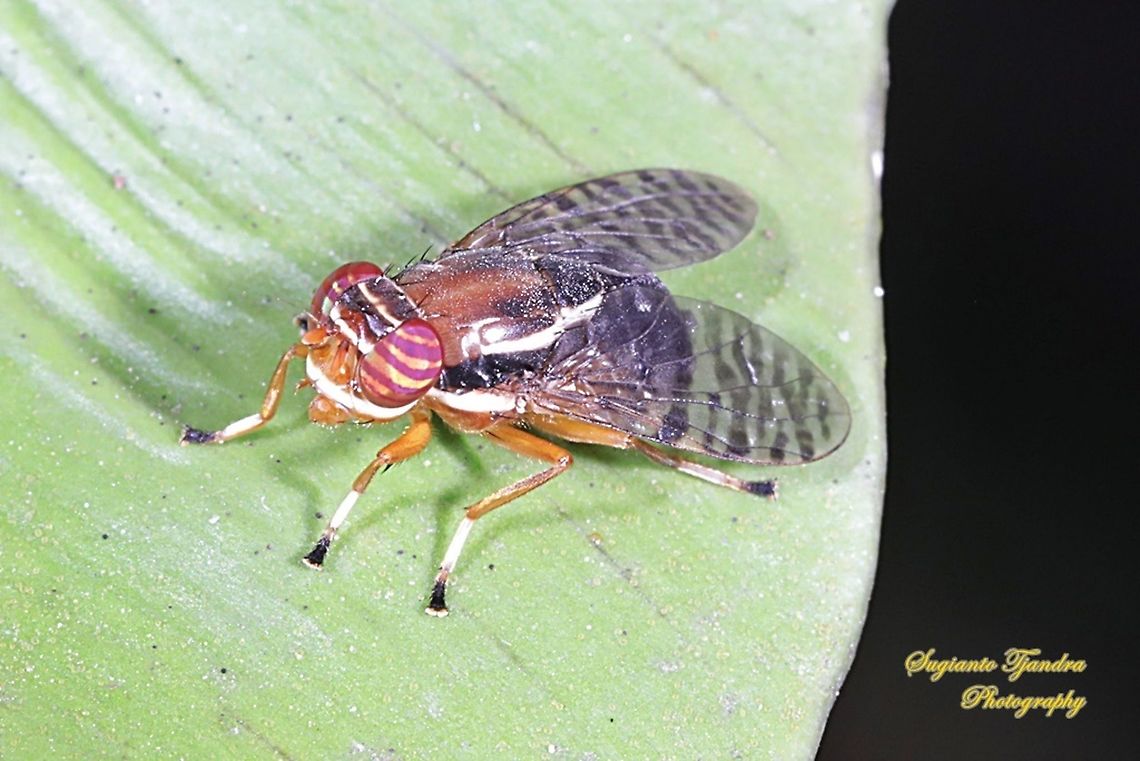 Signal Fly, Scholastes sp.,Platystomatidae  Geotagged,Indonesia,Winter