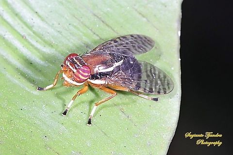 Signal Fly, Scholastes sp.,Platystomatidae  Geotagged,Indonesia,Winter