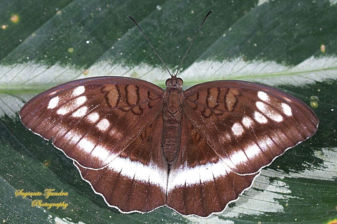 Horsfield's Baron, Java Tanaecia iapis iapis  Geotagged,Horsfield's Baron,Indonesia,Tanaecia iapis,Winter