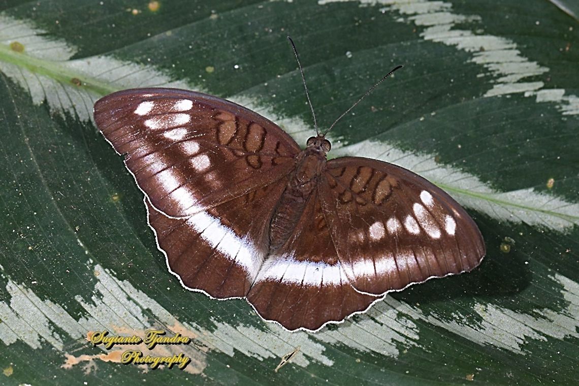 Horsfield's Baron, Java Tanaecia iapis iapis  Geotagged,Horsfield's Baron,Indonesia,Tanaecia iapis,Winter