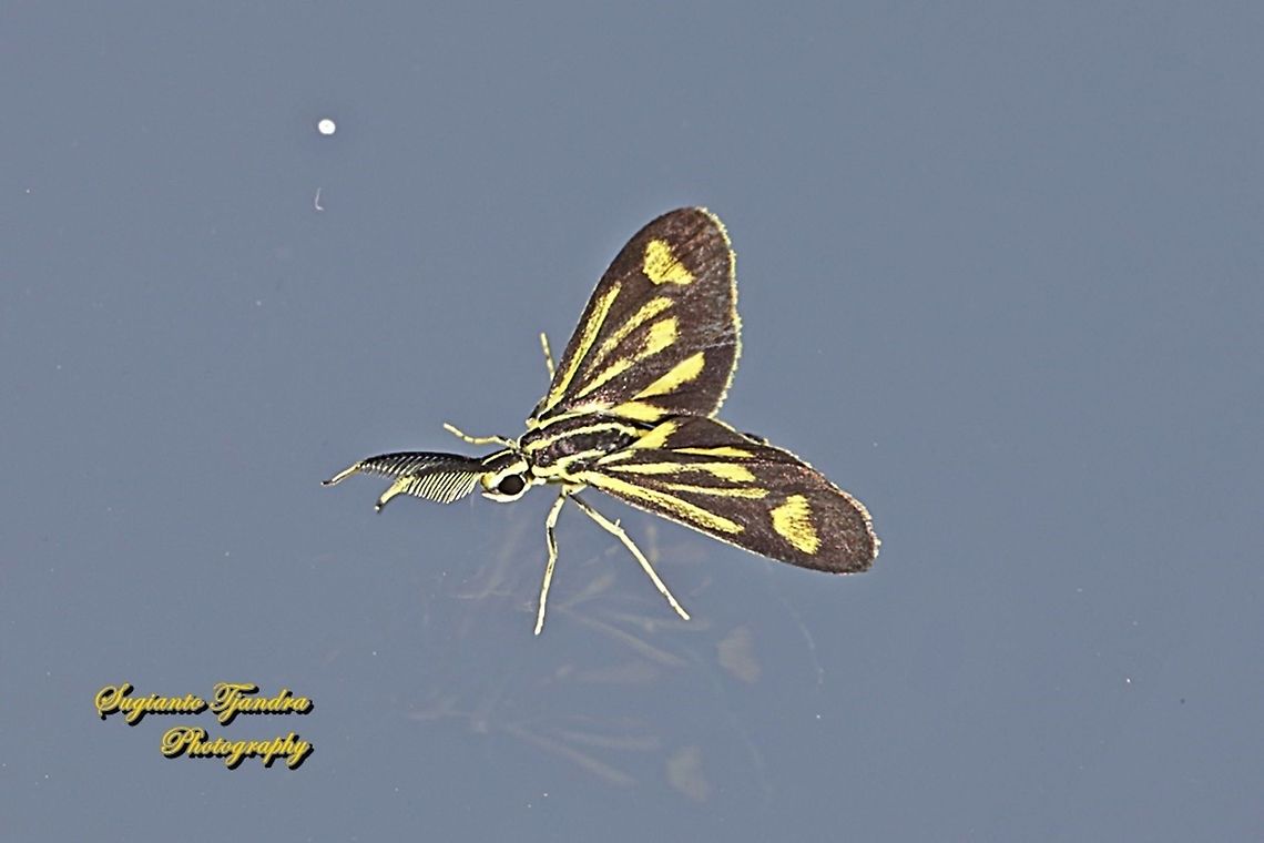 Artona Moth, family Zygaenidae  Geotagged,Indonesia,Winter