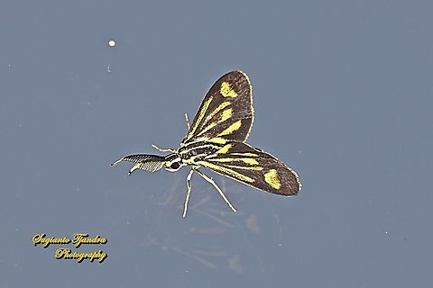 Artona Moth, family Zygaenidae  Geotagged,Indonesia,Winter