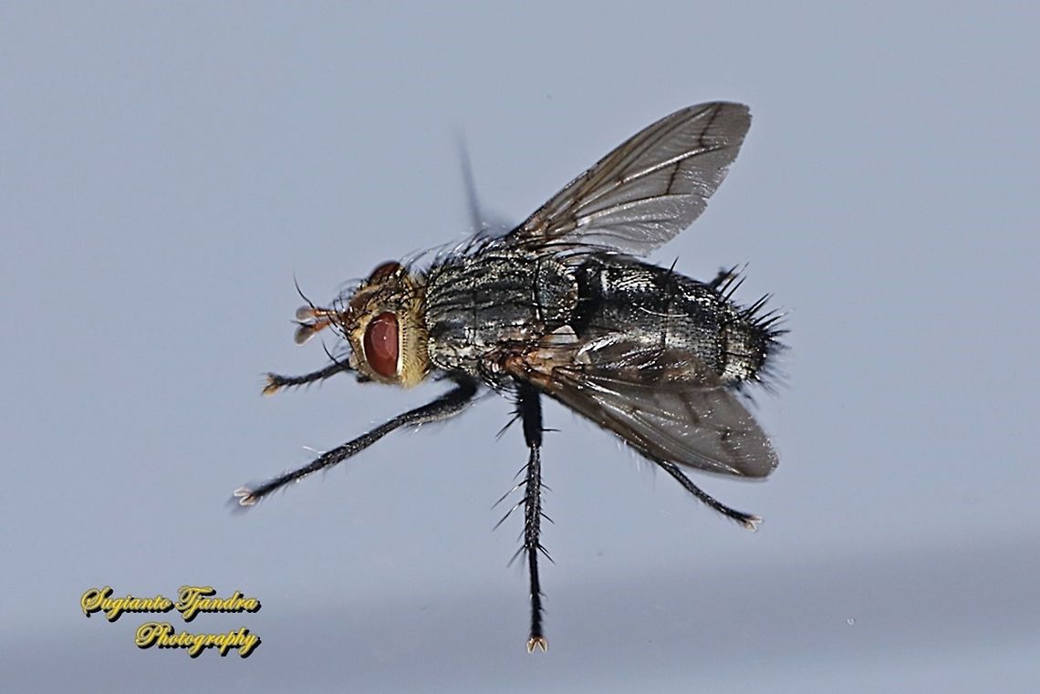 Tachinid fly, Tachinidae  Geotagged,Indonesia,Winter