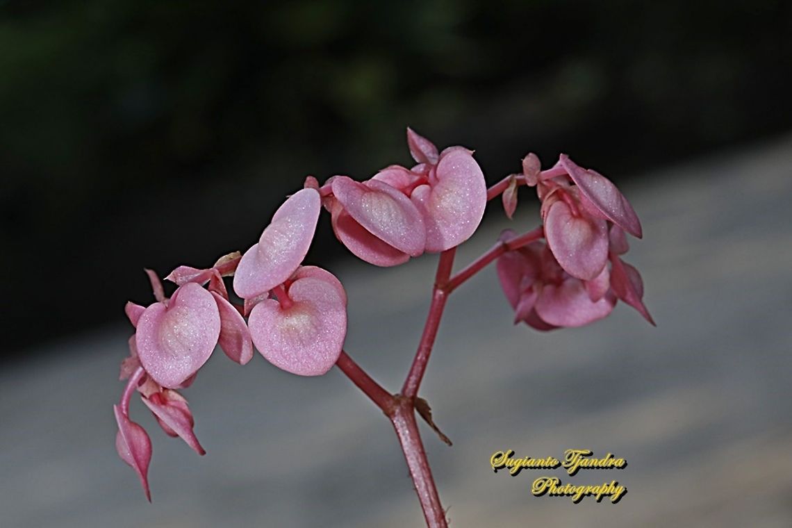 Begonia Grandis 'Heron's Pirouette', Begoniaceae  Begonia grandis,Geotagged,Hardy begonia,Indonesia,Winter