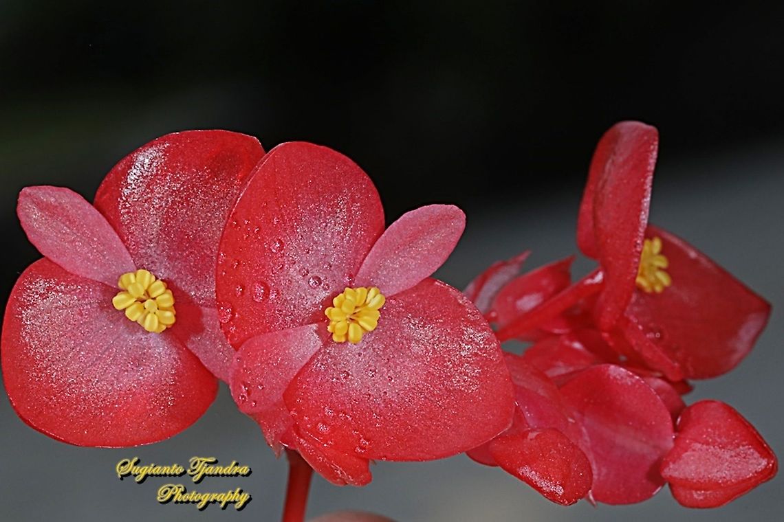 Red Begonia flower, Begoniaceae  Geotagged,Indonesia,Winter