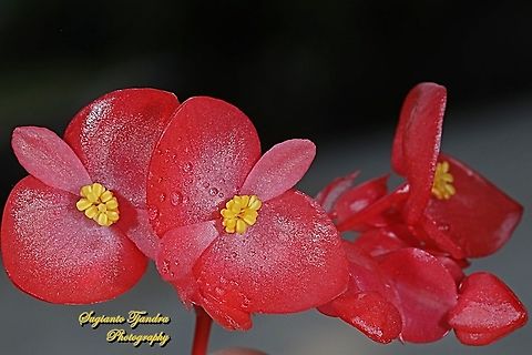 Red Begonia flower, Begoniaceae  Geotagged,Indonesia,Winter