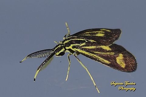 Artona Moth, family Zygaenidae  Geotagged,Indonesia,Winter