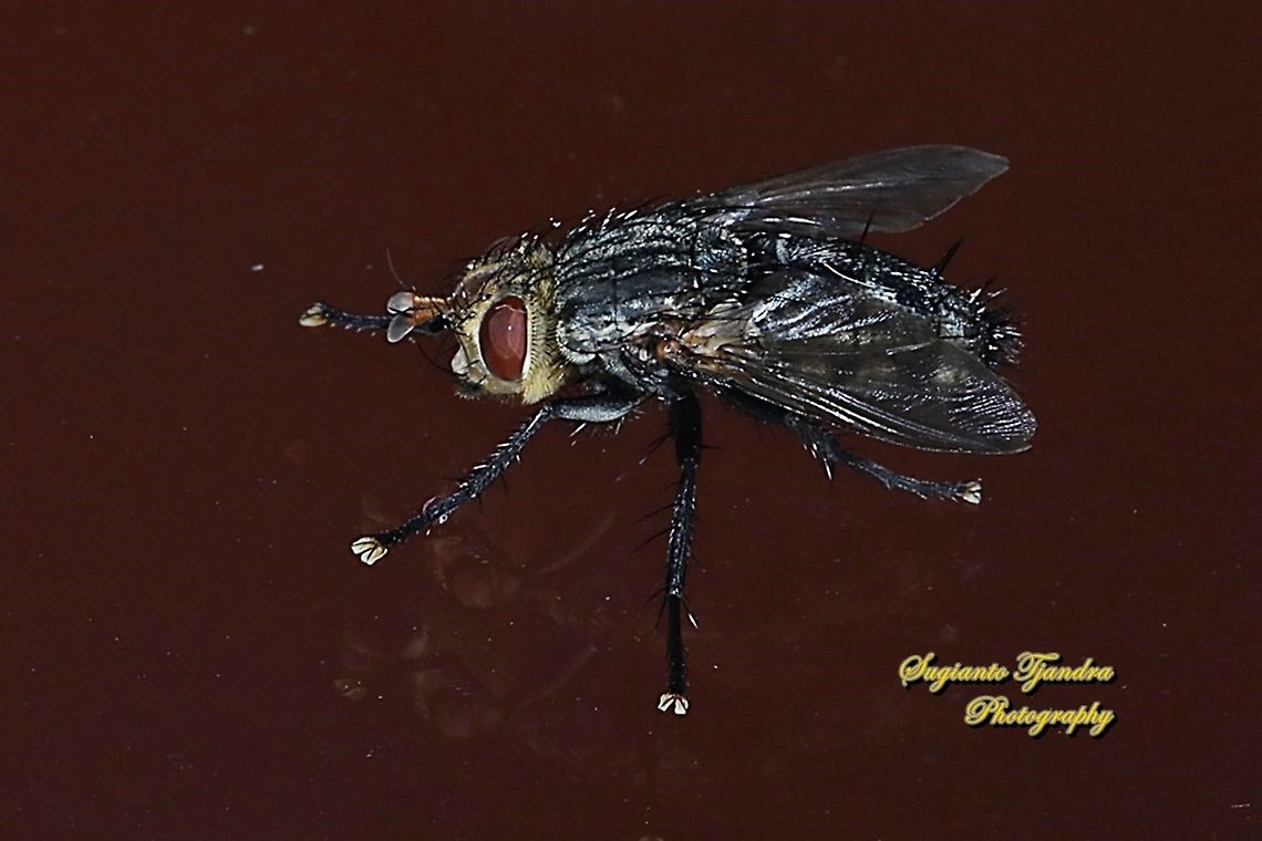 Tachinid fly, Tachinidae  Geotagged,Indonesia,Winter