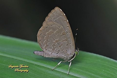 Bigg's Brownie Butterfly (Miletus biggsii biggsii)  Biggs brownie,Geotagged,Indonesia,Miletus biggsii,Winter