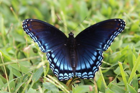 IMG_3345  Limenitis arthemis,White Admiral or Red-spotted Purple