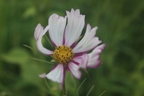 Cosmos sp.