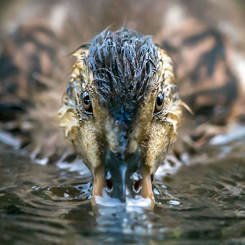 Young Mallard... Anas platyrhynchos Anas platyrhynchos... I was patient and fortunate enough to have a family of young mallards and their mother feeding beside me in our flooded back yard. While cute and innocent, this little one had a sort of sinister expression as it looked up at me. Anas platyrhynchos,Canada,Geotagged,Mallard,Summer,duck,nature,wildlife,young duck,young mallard