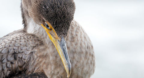 Double-crested Cormorant A double-crested cormorant takes a rest along the water's edge before heading out for more fish. Canada,Cormorant,Double-crested Cormorant,Geotagged,Phalacrocorax auritus,Summer,nature,wildlife