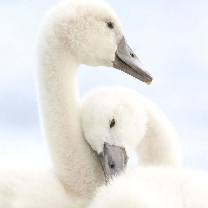 Sibling Love Comfort and peace within family... these two young Mute Swans, also known as cygnets, were photographed along the shores of the Bay of Quinte in Trenton, Ontario, Canada. Canada,Cygnus olor,Geotagged,Mute swan,Spring,baby swans,cygnet,cygnets,nature,swan,swans,wildlife