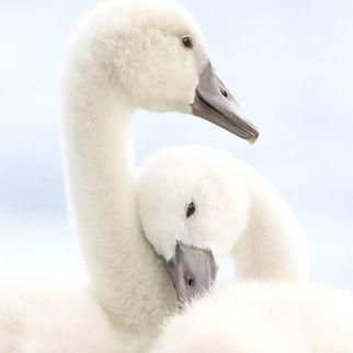 Sibling Love Comfort and peace within family... these two young Mute Swans, also known as cygnets, were photographed along the shores of the Bay of Quinte in Trenton, Ontario, Canada. Canada,Cygnus olor,Geotagged,Mute swan,Spring,baby swans,cygnet,cygnets,nature,swan,swans,wildlife