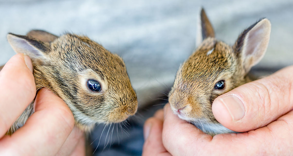 Safe Again A couple of young Cottontail bunnies relax after being rescued from a busy highway and prior to being reunited with their mother. Canada,Eastern cottontail,Geotagged,Summer,Sylvilagus floridanus,baby rabbit,baby rabbits,cottontail,cottontail rabbits,nature,wildlife