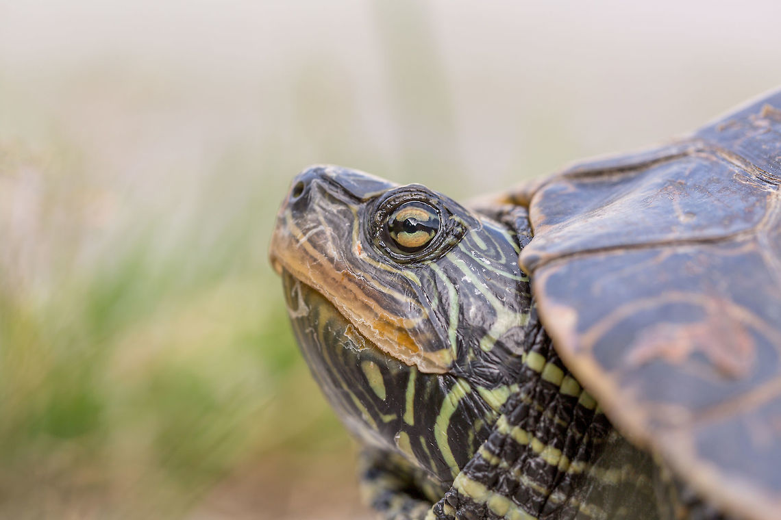 Map Turtle Pausing to take in the sights... Canada,Geotagged,Graptemys geographica,Northern map turtle,Spring,nature,turtle,wildlife