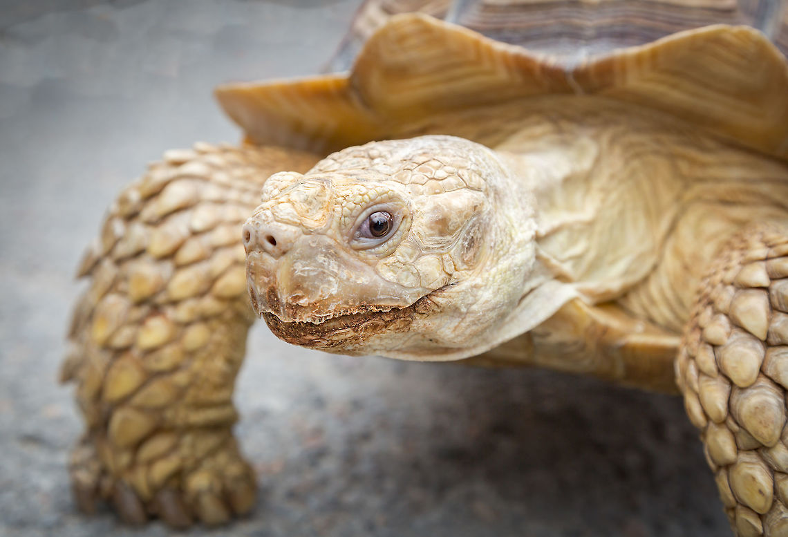 African Spurred Tortoise Seems happy enough while out and about for a stroll...<br />
*I would like to note that generally all of my subjects are taken in their natural environment, however, I came across this particular tortoise at a car show in Belleville, Ontario. Not exactly its natural habitat, and rather it was a part of a travelling zoo to promote various reptiles and other small critters. African spurred tortoise,Canada,Centrochelys sulcata,Geotagged,Summer,Tortoise,nature,turtle,wildlife