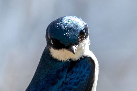 Tree Swallow These agile little flyers are often buzzing around my tractor looking for insects as I cut the grass in the back field. It was nice to see this one taking a quiet moment to check me out. Canada,Geotagged,Spring,Tachycineta bicolor,Tree Swallow,nature,swallow,wildlife