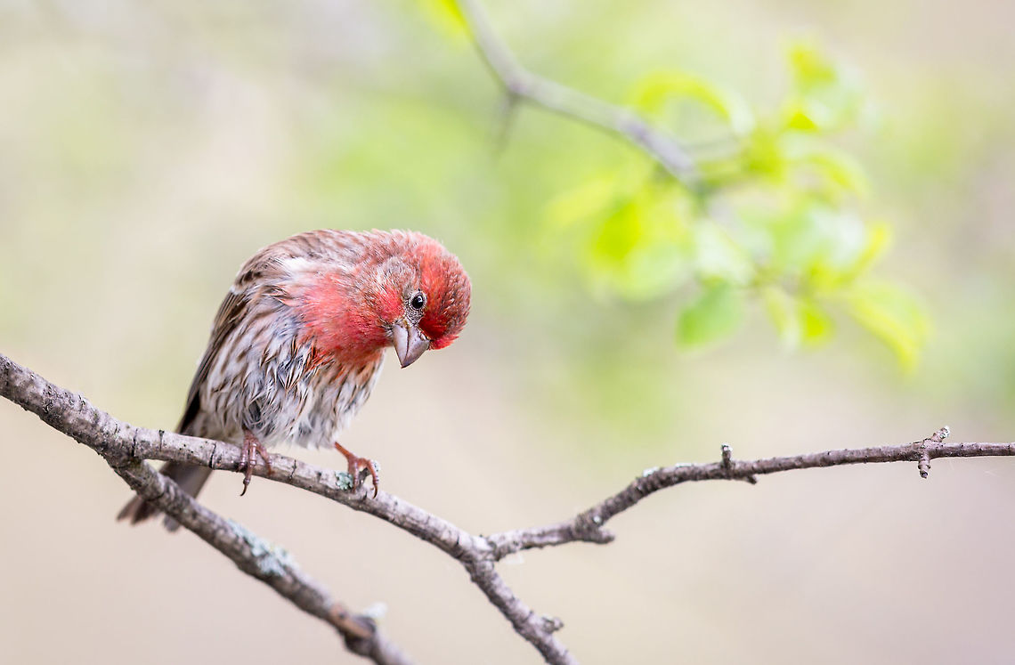 Long Day This male House Finch and his partner endured such a fierce storm, looking after their nestlings. Here he is, drying off after the rain, seemingly catching his breath and reflecting on what just happened (but actually just staring at something down below). In the end, everyone survived and the young birds have since &quot;flown the coop&quot;. Canada,Carpodacus mexicanus,Geotagged,House Finch,Spring,bird,finch,nature,wildlife