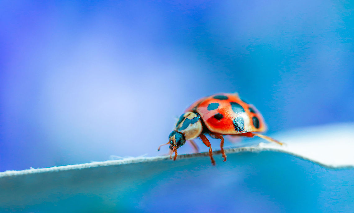 Ladybug This ladybug (ladybird) was photographed indoors with the help of some art paper for contrast. Canada,Geotagged,Harmonia axyridis,Spring,bug,ladybird,ladybug,nature,wildlife