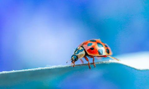 Ladybug This ladybug (ladybird) was photographed indoors with the help of some art paper for contrast. Canada,Geotagged,Harmonia axyridis,Spring,bug,ladybird,ladybug,nature,wildlife