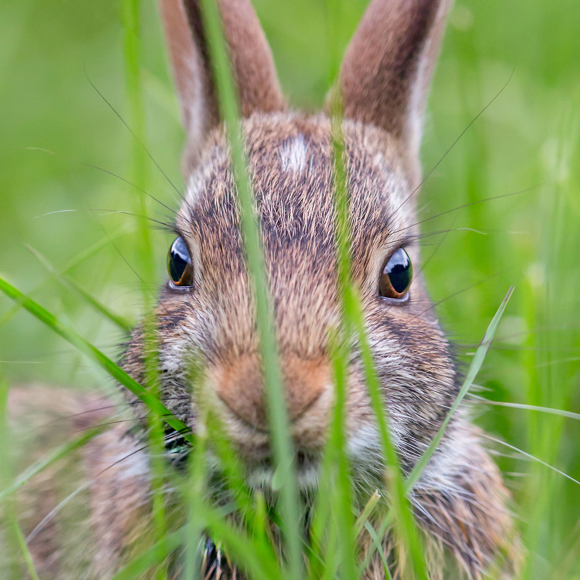 Through the Grass This is the same young cottontail rabbit that was rescued off of a busy highway just a few weeks prior, along with its sibling. Along with their mother, both are seen almost daily, bouncing around freely in our back yard.  Canada,Eastern cottontail,Geotagged,Summer,Sylvilagus floridanus,cottontail,nature,rabbit,wildlife