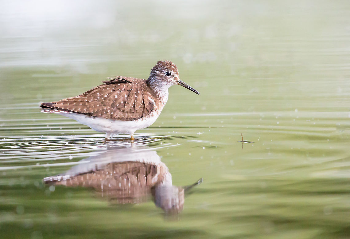 Lesser Yellowlegs... Tringa flavipes Although our back yard was heavily flooded this spring, it brought about many birds that we normally would not see, such as this sweet little Lesser Yellowlegs. This seemingly quiet pond is actually our back yard prior to the flood waters eventually receding away.  Canada,Geotagged,Lesser Yellowlegs,Summer,Tringa flavipes,nature,wildlife