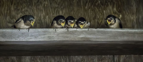 We Want Food! Five young Barn Swallows run out of patience while waiting to be fed. Barn Swallow,Canada,Geotagged,Hirundo rustica,Spring,nature,swallow,swallows,wildlife