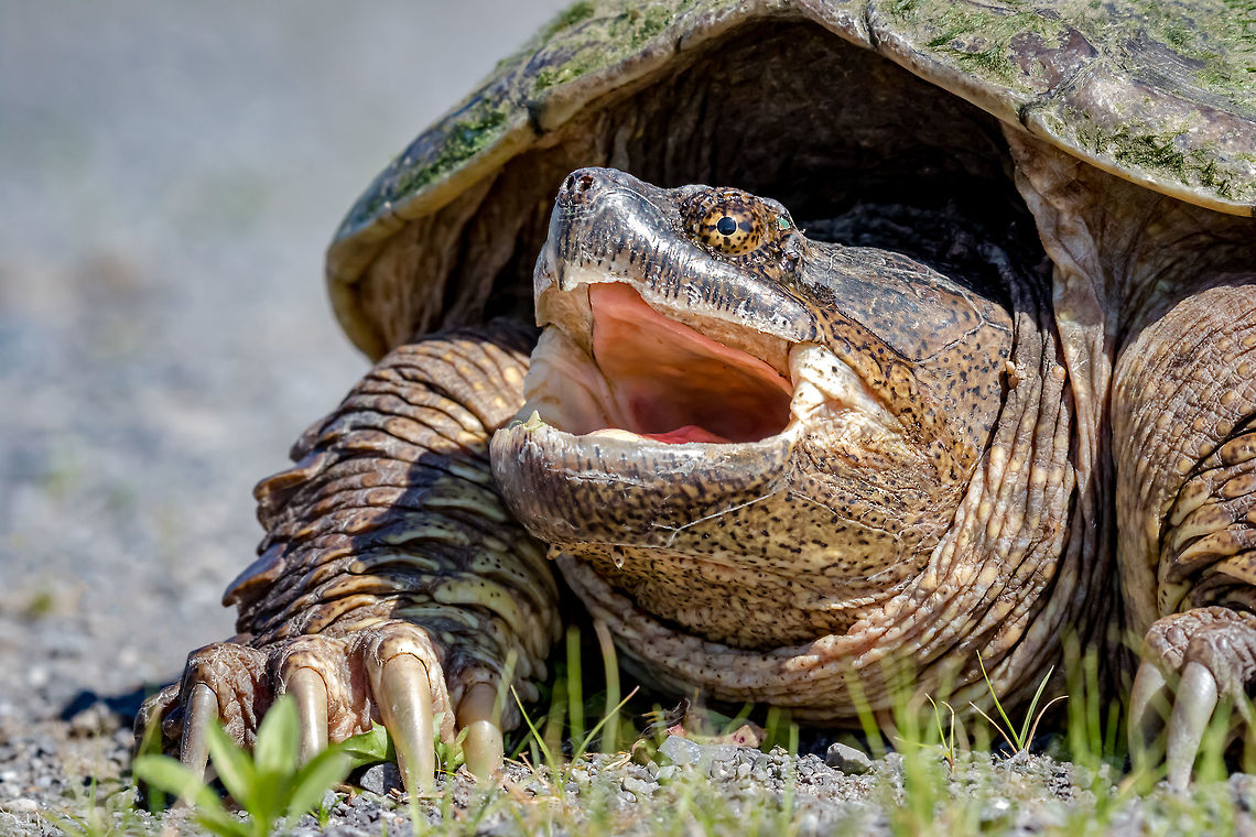 Snapping Turtle Chelydra serpentina... photographed in our yard along the Bay of Quinte. Canada,Chelydra serpentina,Common snapping turtle,Geotagged,Spring,nature,snapping turtle,turtle,wildlife