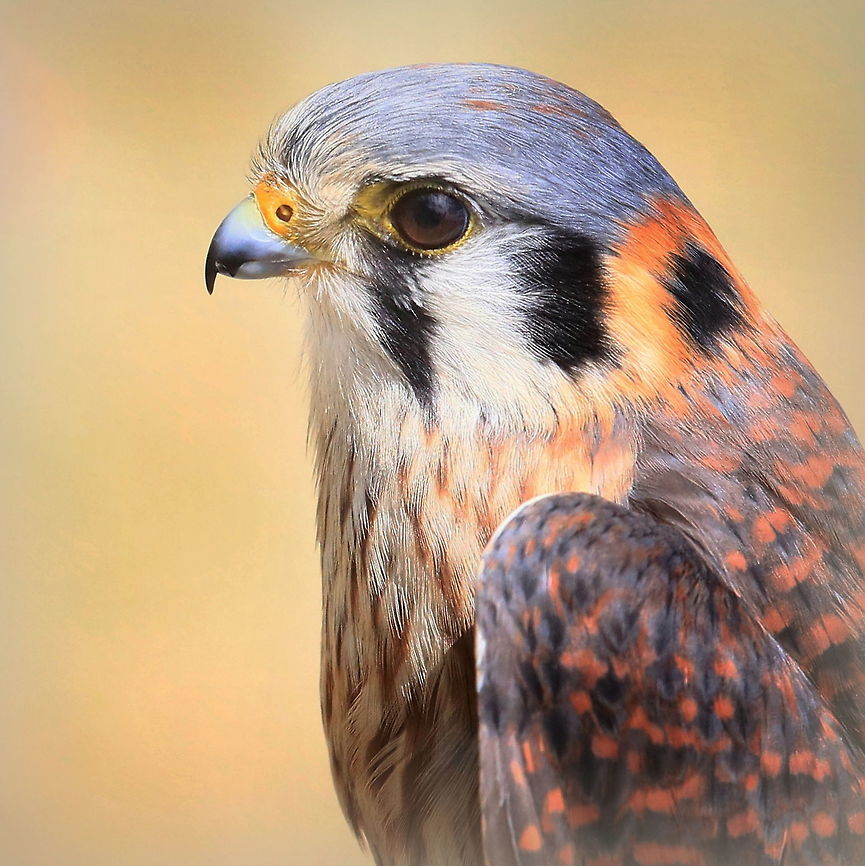 American Kestral "Sparrow Hawk", photographed in Campbellford, Ontario, Canada Although we see these birds frequently in our back yard (along the Bay of Quinte, Ontario) due to the high number of swallows flying about, this particular one was photographed about an hour north of where we live. American Kestrel,Canada,Falco sparverius,Geotagged,Summer,nature,sparrow hawk,wildlife