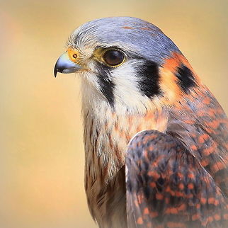 American Kestral "Sparrow Hawk", photographed in Campbellford, Ontario, Canada Although we see these birds frequently in our back yard (along the Bay of Quinte, Ontario) due to the high number of swallows flying about, this particular one was photographed about an hour north of where we live. American Kestrel,Canada,Falco sparverius,Geotagged,Summer,nature,sparrow hawk,wildlife