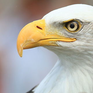 Bald Eagle... Haliaeetus leucocephalus We see Bald Eagles regularly in the Kingston, Ontario area, however, this particular one was photographed in Campbellford, Ontario, Canada. Bald Eagle,Canada,Geotagged,Haliaeetus leucocephalus,Summer,eagle