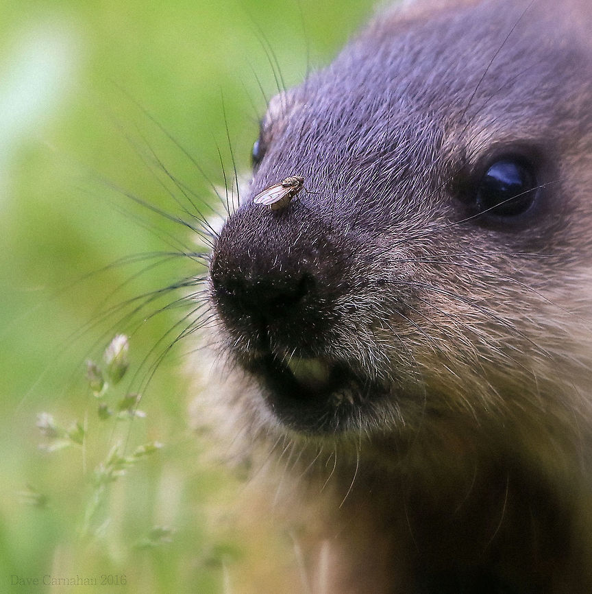 Baby Groundhog Meets Fly A baby groundhog in our yard did not seem to notice me creeping up as it seemed preoccupied with a little fly that landed on its nose. While cute, they are very destructive to our yard as they burrow tunnels which eventually collapse, leaving our yard pretty wavy.  Canada,Geotagged,Groundhog,Marmota monax,Spring,marmots,whistlepig,woodchuck