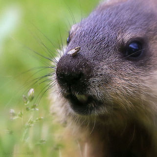 Baby Groundhog Meets Fly A baby groundhog in our yard did not seem to notice me creeping up as it seemed preoccupied with a little fly that landed on its nose. While cute, they are very destructive to our yard as they burrow tunnels which eventually collapse, leaving our yard pretty wavy.  Canada,Geotagged,Groundhog,Marmota monax,Spring,marmots,whistlepig,woodchuck