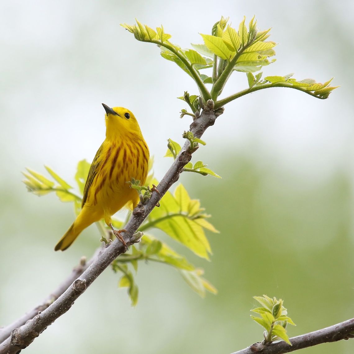 Yellow Warbler (Dendroica petechia) A regular visitor to our back yard, and always uplifting to see. Canada,Geotagged,Setophaga petechia,Spring,Yellow Warbler,warbler