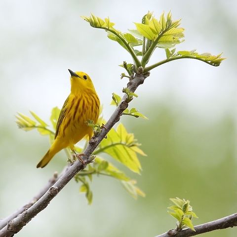 Yellow Warbler (Dendroica petechia) A regular visitor to our back yard, and always uplifting to see. Canada,Geotagged,Setophaga petechia,Spring,Yellow Warbler,warbler