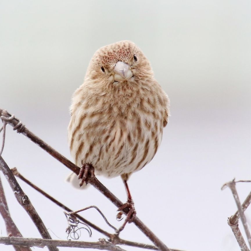 Female House Finch (Carpodacus mexicanus) A pleasant little house finch gives me a friendly look, taken in our back yard. Canada,Carpodacus mexicanus,Geotagged,House Finch,Spring,finch