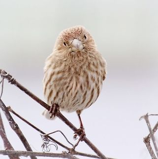 Female House Finch (Carpodacus mexicanus) A pleasant little house finch gives me a friendly look, taken in our back yard. Canada,Carpodacus mexicanus,Geotagged,House Finch,Spring,finch