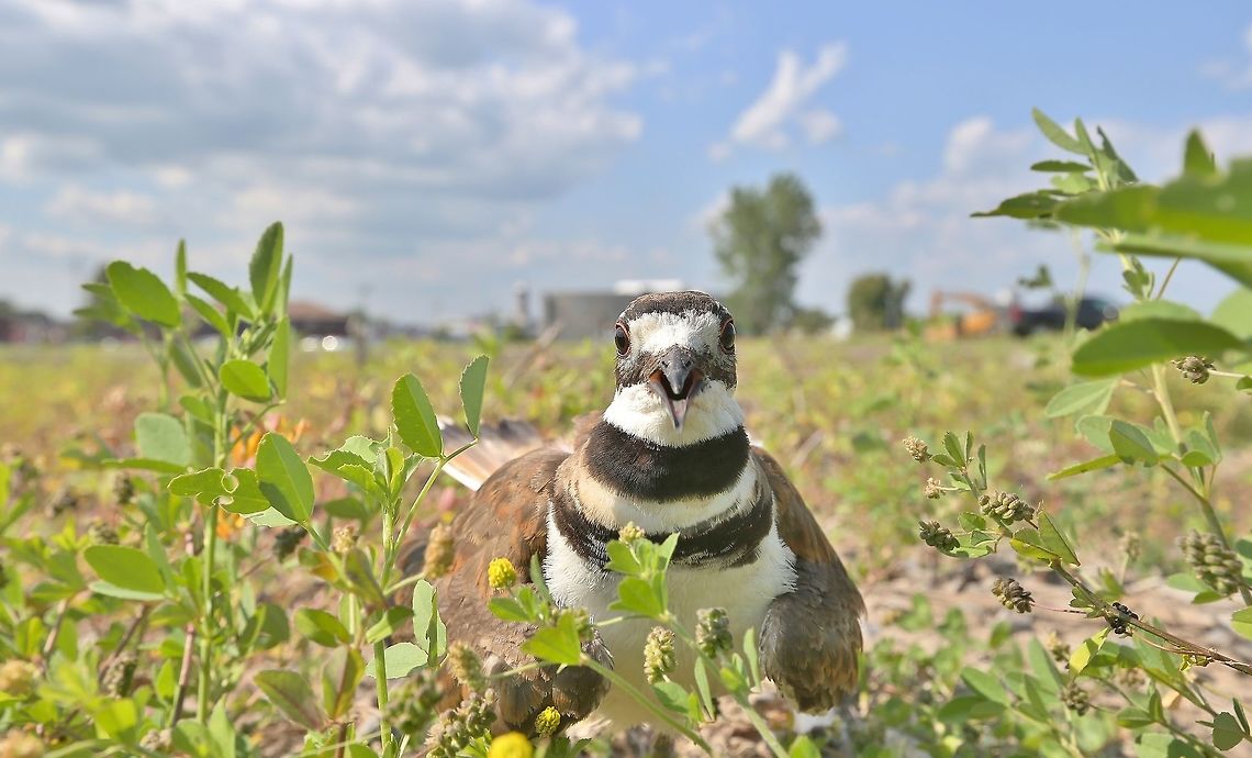 Female Killdeer... Trenton, Ontario, Canada We accidentally came upon this female Killdeer as we walked about the park near our local marina. Canada,Charadrius vociferus,Geotagged,Killdeer,Summer,plover