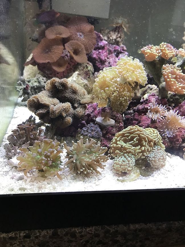 Six-line wrasse Did you find the fish? Geotagged,Pseudocheilinus hexataenia,Six-line wrasse,Summer,United States