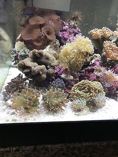 Six-line wrasse Did you find the fish? Geotagged,Pseudocheilinus hexataenia,Six-line wrasse,Summer,United States