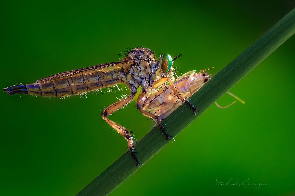 RobberFly A robber fly with a kill Geotagged,India,Macro,Nikon D7200,Robber Fly